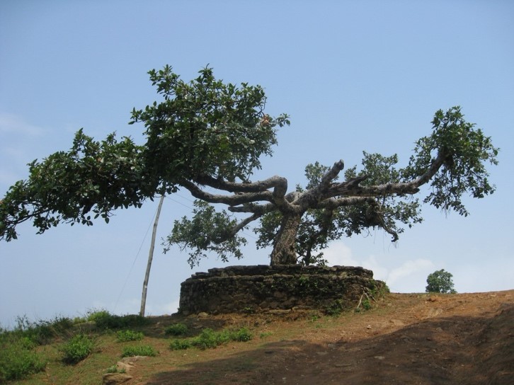 Baum mit gemauerter Einfassung