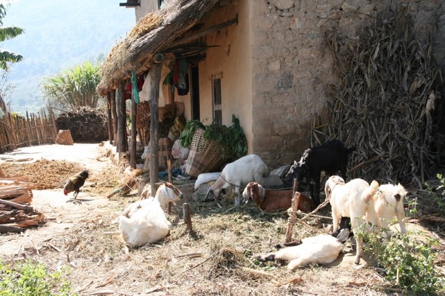Gemauertes Haus auf dem Land in Nepal, vor dem zahlreiche Ziegen angebunden sind und Hühner scharren.